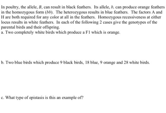 In poultry, the allele, B, can result in black feathers. Its allele, b, can produce orange feathers in the homozygous form (b