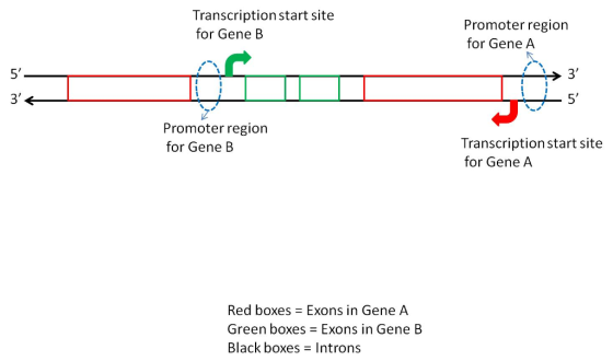 Transcription start site for Gene B Promoter region for Gene A 5 3 3 Promoter region for Gene B Transcription start site f