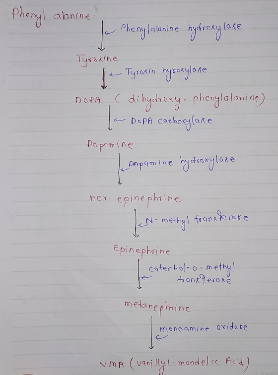Phenyl alanine. Phenylalanine hydroxy lace Tyroxine 1 - Tyroxin hyroxylane ( dihydroxy-phenylalanine) - DOPA carboxylake Dopa