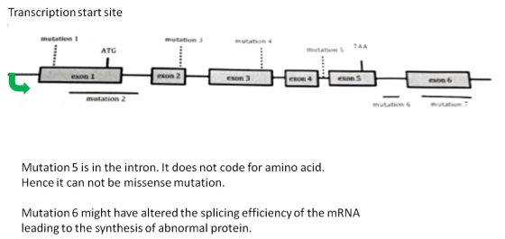 Transcription start site mutation mutation TAA ATG exon 1 exon 2 exon 3 enon 4 mutation 2 mutation 6 Mutation 5 is in the int