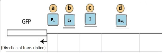 으으으 GFP P1 EA EwL (Direction of transcription)