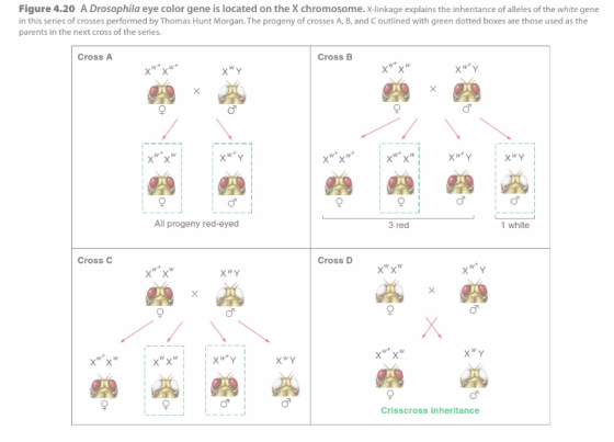 Figure 4.20 A Drosophila e color gene is located on the chromosome. x-linkage explains the inheritance of alleles of the white gene in this series of crosses performed by Thomas Hunt Morgan.The progeny of crosses A, B, and Coutlined with green dotted boxes are those used as the parents in the next cross of the series. Cross A Cross B IXWY X X X X All progeny red-eyed 3 red 1 white Cross D Cross C X X Crisscross inheritance