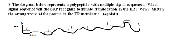 Image for The diagram below represents a polypeptide with multiple signal sequences. Which signal sequence will the SR