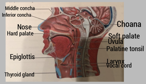 Middle concha Inferior concha Nose Hard palate Choana Soft palate -Uvula Palatine tonsil Epiglottis Larynx Vocal cord Thyroid