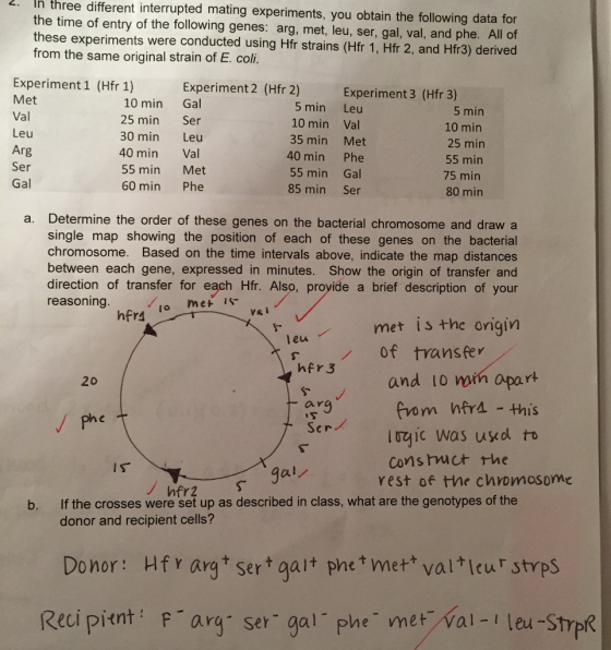 different interrupted mating experiments, you obtain the following data for 2. Ih three the time of entry of the following genes: arg, met, leu, ser, gal, val, and phe. All of these experiments were conducted using Hfr strains (Hfr 1, Hfr 2, and Hfr3) derived from the same original strain of E. coli. Experiment 1 (Hfr 1) Met Val Leu Arg Ser Gal Experiment 2 (Hfr 2) Experiment 3 (Hfr 3) 10 min Gal 25 min Ser 30 min Leu 40 min Val 55 min Met 60 min Phe 5 min Leu 10 min Val 35 min Met 40 min Phe 55 min Gal 85 min Ser 5 min 10 min 25 min 55 min 75 min 80 min a. Determine the order of these genes on the bacterial chromosome and draw a single map showing the position of each of these genes on the bacterial chromosome. Based on the time intervals above, indicate the map distances between each gene, expressed in minutes. Show the origin of transfer and direction of transfer for each Hfr. Also, proyide a brief description of your reasoning. , /, met va/ o met is met is the origin leu of transfer hfr 3 20 and l0 wih apart from htr4 - this Irgic was u5cd to Cons hmct the ar rest of the chromosome hfr2 If the crosses were set up as described in class, what are the genotypes of the donor and recipient cells? b. Donor: Hf y arg sert galt phetmet* val lcu stypS Reci pitnt Far ser gal phe met Nal- leu-StrpR