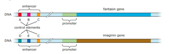 The diagram below shows two stretches of DNA in th