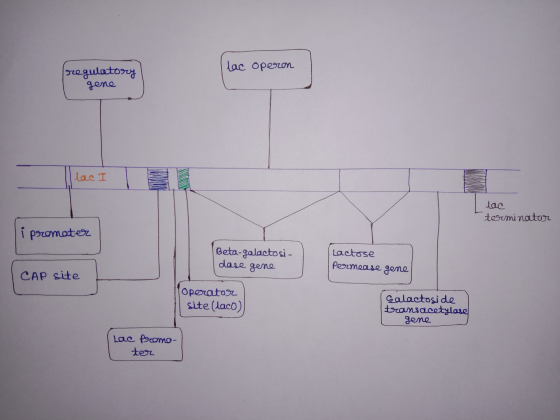 lac operon regulatory gene Ilac lac terminator i promoter Beta-galactosi- dase gene Lactose Permease gene CAP site Operator s