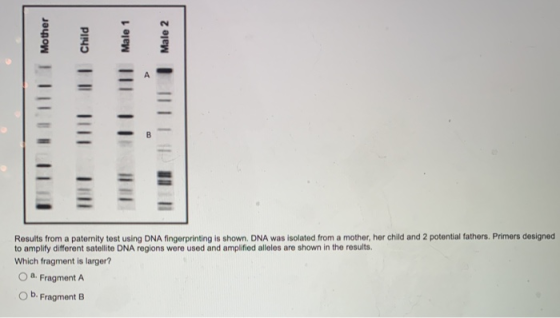 Mother Child Male 1 Male 2 Results from a paternity test using DNA fingerprinting is shown DNA was isolated from a mother, he