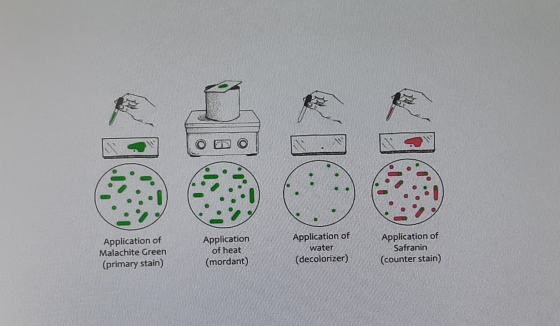 WHILE Application of Application of heat (mordant Application of Malachite Green (primary stain) water Application of Safrani