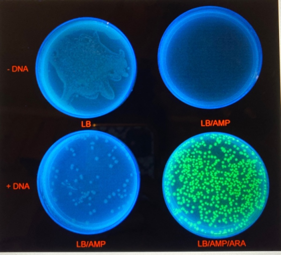 - DNA OO LB LBIAMP + DNA LBIAMP LBIAMPIARA