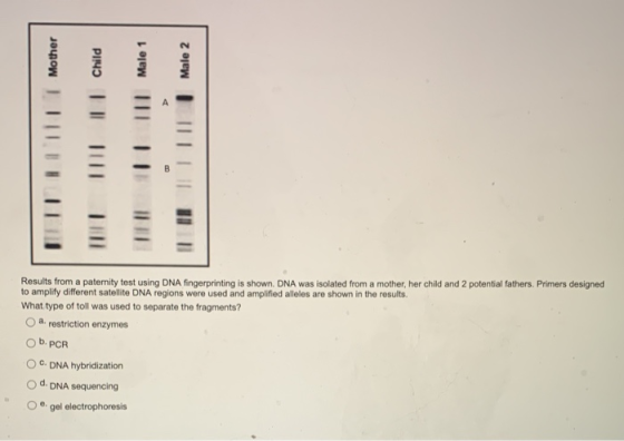 Mother Male 1 Male 2 1 Child A Results from a paternity test using DNA fingerprinting is shown. DNA was isolated from a mothe