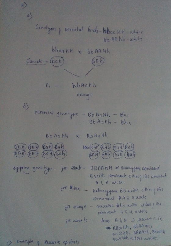 Genotypes of parental birds-bbaa HH - white bb AA hh-white bbaa HH x bb AA hh Gamels bah) Ah fi - bb Aakh orange parental gen