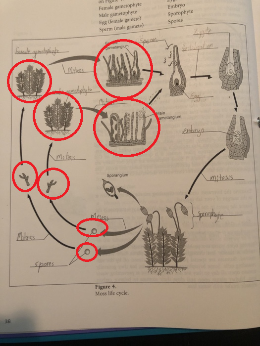 on Figure Female gametophyte Male gametophyte Egg (female gamete) Sperm (male gamete) Embryo Sporophyte Spores female gametos