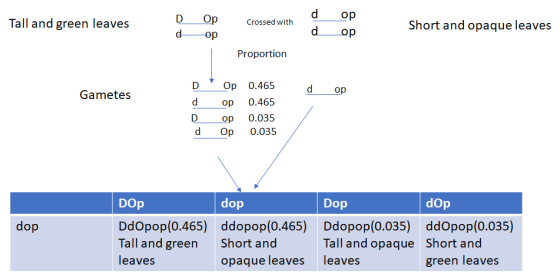 Tall and green leaves D. Op dop Crossed with d d op op Short and opaque leaves Proportion D d Gametes op d op 0.465 op 0.465