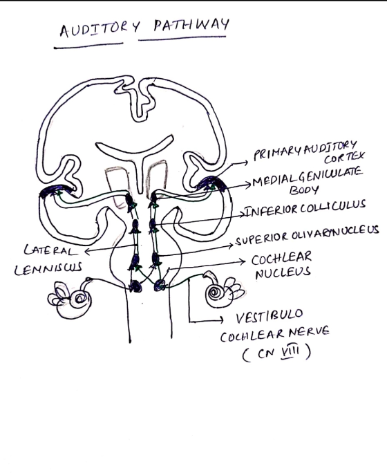AUDTTORY PATHWAY PRIMARY AUDĪTORY CORTEX > MEDIALGENIWLATE BODY >INFERIOR COLLICULUS LATERAL SUPERIOR OLIVARYNUCLEUS COCHLEAR