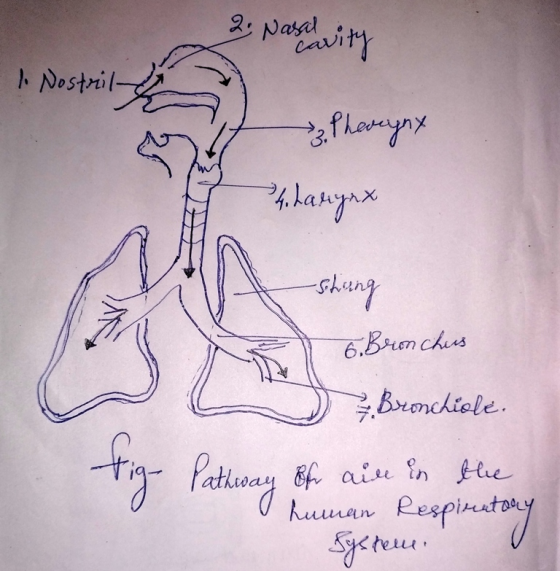 2. Nasal Cavity 1. Nostrily Pharynx 4harynx -shing 6. Bronchus Bronchiole. fig- Pathway of air in of air in the human Respira
