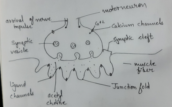 - motorneuron arrival of nowe t cath calcium channels Synaptic to synaptic cleft vesicle muscle fiber ligand channels - Junct
