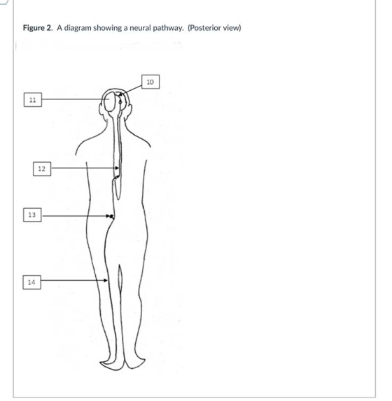 Figure 2. A diagram showing a neural pathway. (Posterior view) 10 12 13 14