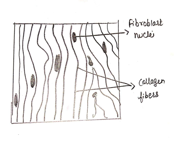 T + fibroblast nuclei SUM WRA AYUDA MESIDE B y Collagen fibers