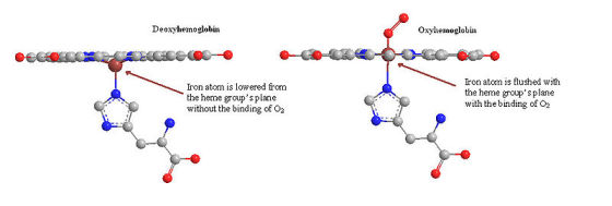 Deoxyhemoglobin Oxyhemoglobin Iron atom is lowered from the heme groups plane without the binding of O2 Iron atom is flushed with the heme groupsplane with the binding of O2