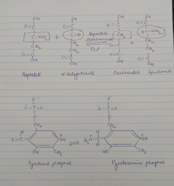 ОИ O= C O=C o=0 Aspartate cu ИС-ри, I CAN autuff transaminase eu Ma o= c J-8-5-u- CH2 PLP ordu o=c on 0= Aspartate X-ketoglut