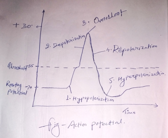 + 30 3. Overshoot 2. Depokrizations 4. Pepolarization Thresholtsst- Resting -70 ş. Hyperposanization. potential L. Hypopolari