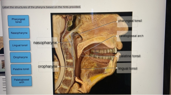 Label the structures of the pharynx based on the hints provided. Pharyngeal tonsil pharyngeal tonsil Nasopharynx palatoglossa