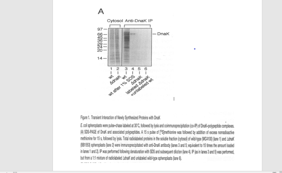 Cytosol Anti-Dnak IP 1- Dnak ITIL IT | 1 2 3 4 5 6 wt Adnak wt after 1% SDS Adnak / labeled Adnak +unlabeled wt Figure 1. Tra