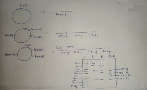 ECORT -> 4000 bp BamHI Bamtelt t BamHI 3256 21956p 1530 bp EcoRL ELORL Bambi BamHI → 6206p 32560 Bam H1 2195 6p I aroop B ETB