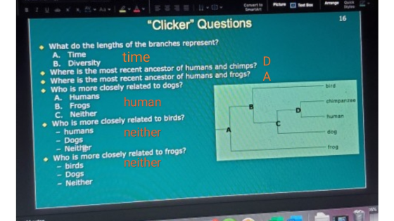 Convert 16 Clicker Questions What do the lengths of the branches represent? A. Time time bird chimpanzee human B. Diversity