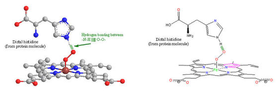 но Hydrogen bonding between NH2 Distal histidine (Erom protein molecule) Distal histidine (Erom protein molecule) Fe 0