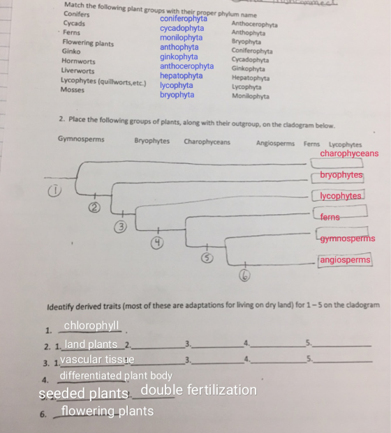 Match the following plant groups with their proper phylum name Conifers coniferophyta Cycads Anthocerophyta cycadophyta Ferns