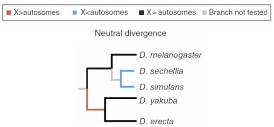 ? X>autosomes ? X<autosomes ? X~ autosomes Branch not tested Neutral divergence D. melanogaster D. sechellia D. simulans D. yakuba D. erecta