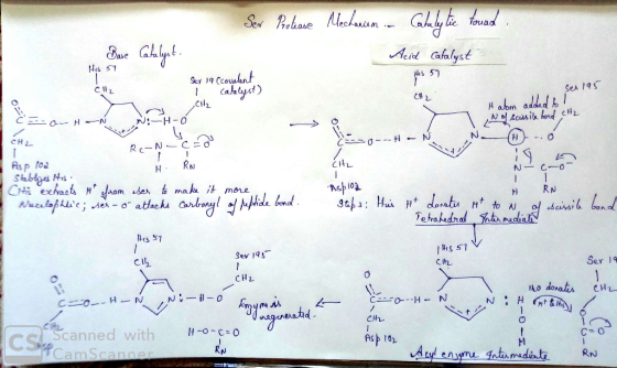Ser Protiane Mechanium. Catalytic towad Base Catalyst. Acid Catalyst His 57 His 57 CH2 Sey 19 Ccovalent I Calalyst) Sex 195 C