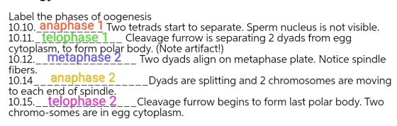 Label the phases of oogenesis 10.10. anaphase 1 Two tetrads start to separate. Sperm nucleus is not visible. 10.11._telophase