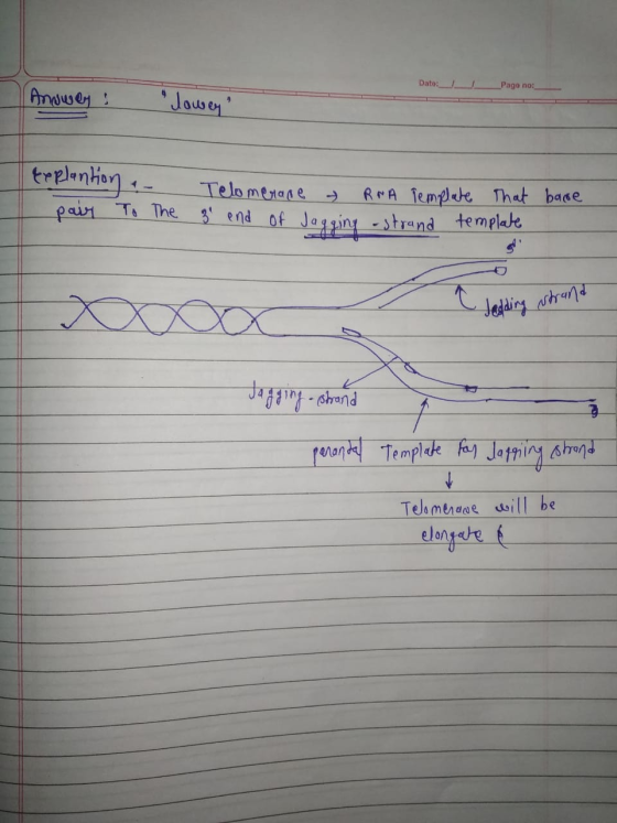 Dato:_ Pago no: Answer: Jower Explantion . - pair To The Telomerase RNA Template That base 3 end of Jagging strand template