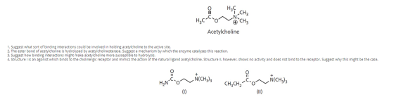 요 H39 CH3 + CH3 Acetylcholine 1. Suggest what sort of binding interactions could be involved in holding acetylcholine to the