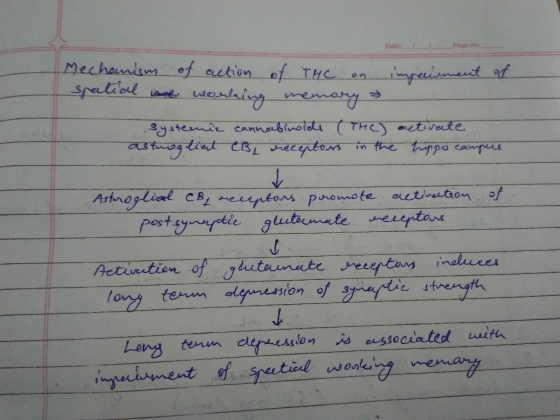 Mechanism of action of THC on impreunment of spatial we worlaing memory a systemie cannabinoids (THC) activate astrogliat CB,