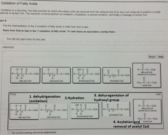 Oxidation of Fatty Acids Oxidation is a recurring, four-step process by which two-carbon units are removed from the carboxyl