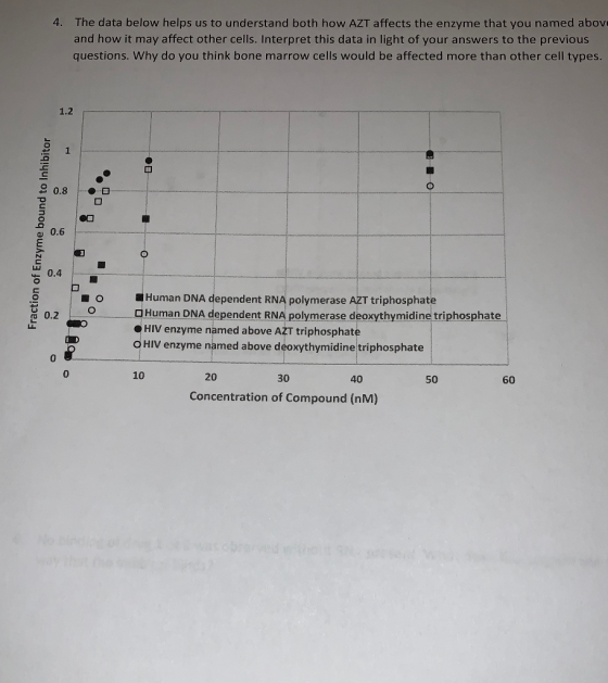 4. The data below helps us to understand both how AZT affects the enzyme that you named above and how it may affect other cel