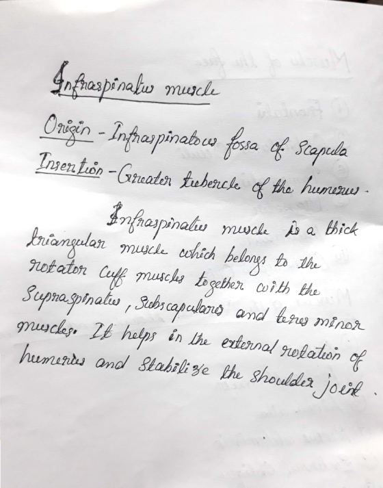 Infraspinaliw muscle Origin - Infraspinatous fossa of Scapela Ingen tion - Greater tubercle of the humoru - naties muscle is
