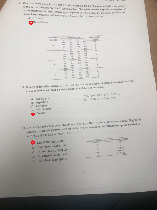 21. One form of thalassemia has a single G-M mutation in th e Pelobin gene at the firstnudeotide in the intron. This destroys