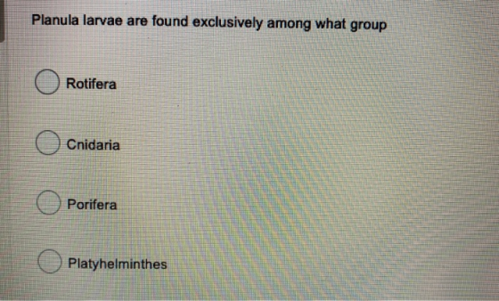 Planula larvae are found exclusively among what group Rotifera Cnidaria Porifera Platyhelminthes