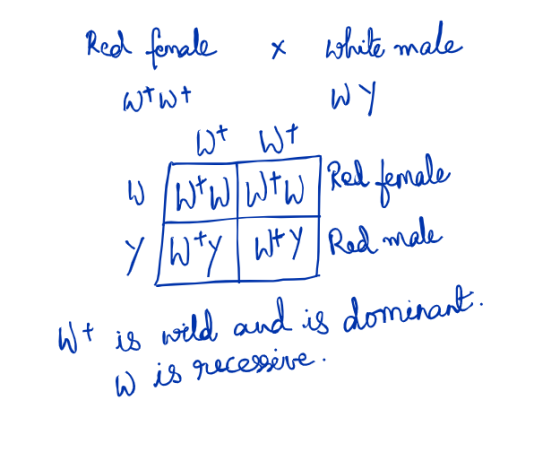 Red female & white male wiwt wY 1. Wt WT 3 ผ wto el evale y / Wty Wty Red male Wt is wild and is dominant. w is recessere.