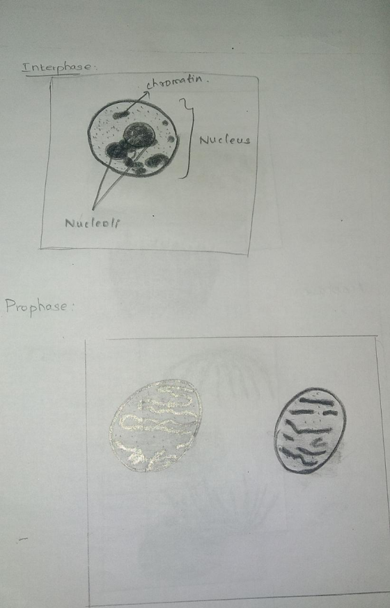Interphase. chromatin Nucleus Nucleelt Prophase:
