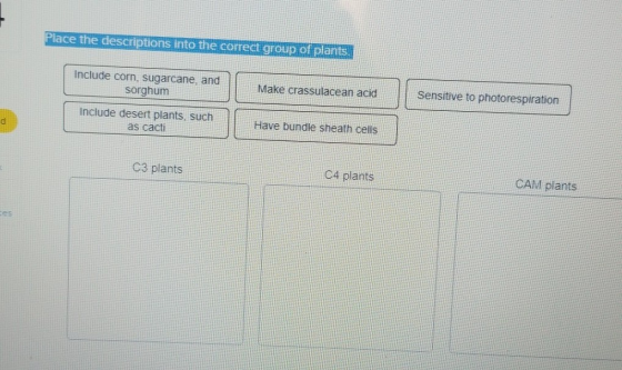 Place the descriptions into the correct group of plants. Include corn, sugarcane, and sorghum Make crassulacean acid Sensitiv