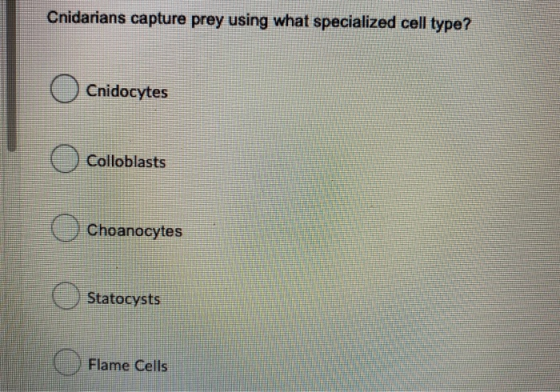 Cnidarians capture prey using what specialized cell type? Cnidocytes Colloblasts o Choanocytes o Statocysts Flame Cells