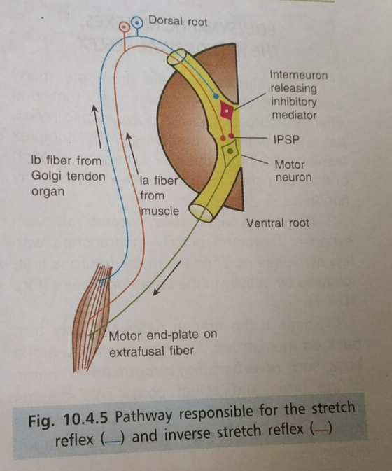 Dorsal root Interneuron releasing inhibitory mediator IPSP Ib fiber from Motor Golgi tendon neuron la fiber organ from muscle