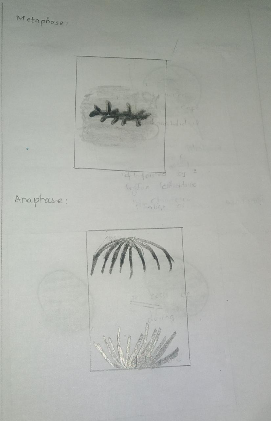 Metaphase. Anaphase: