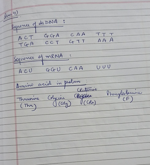 dung 4 Sequence of ds DNA : ACT TGA GGA CAA TTT CCT GTT A A A rence of mRNA : ACU GGU CAA UUU Amino acid in protin : Glutamin